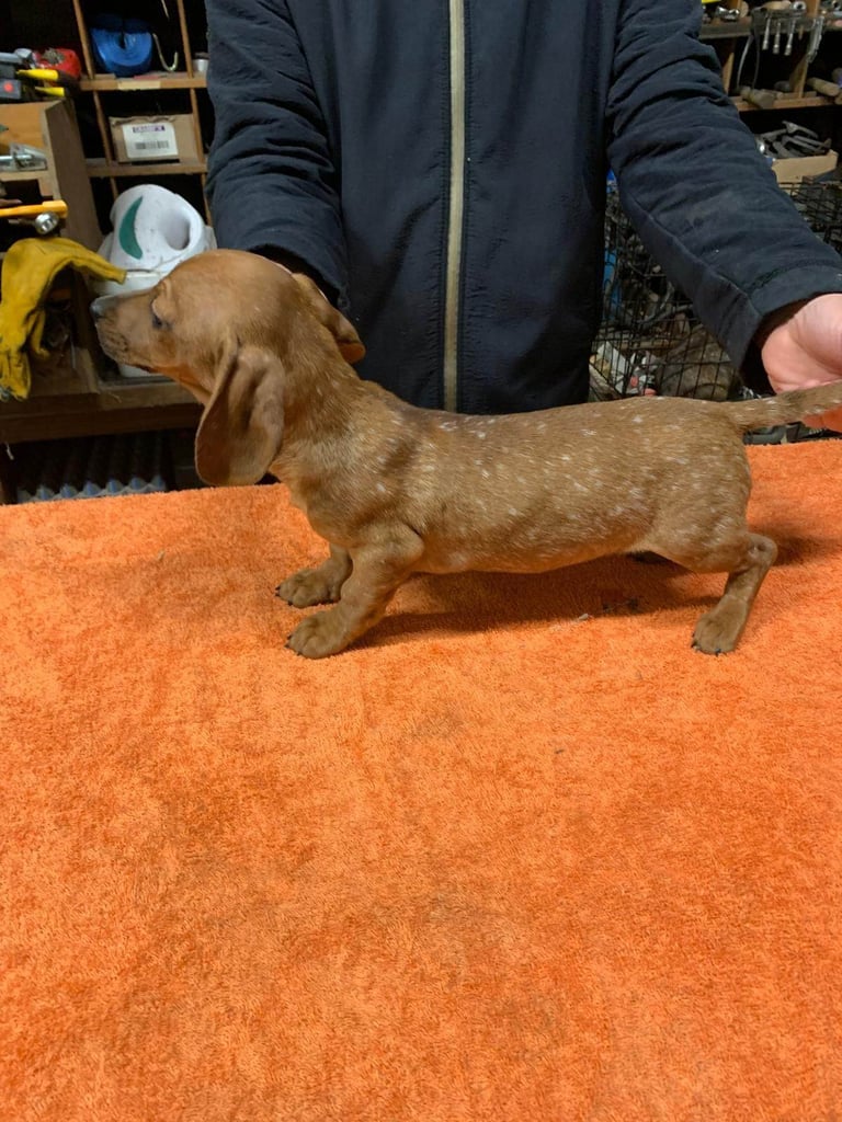 Beautiful short haired dachshund pups