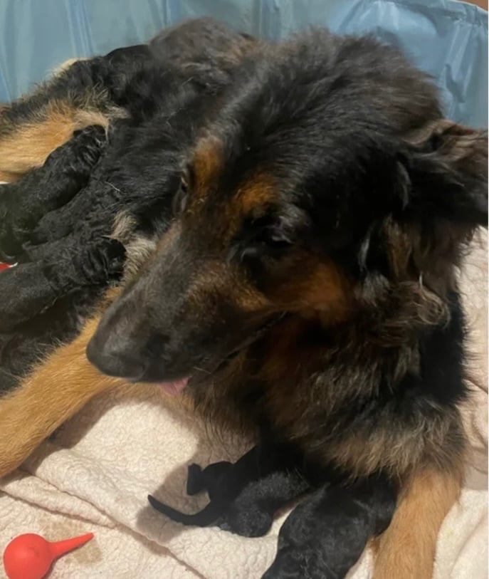 German Shepherd Puppies 3 Left