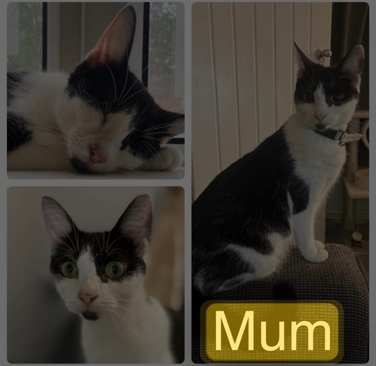 British short haired cross kittens 