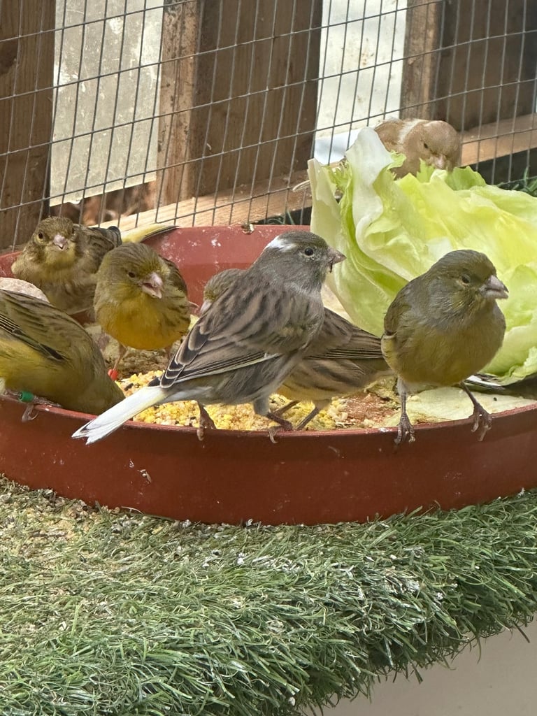 Canary’s for sale