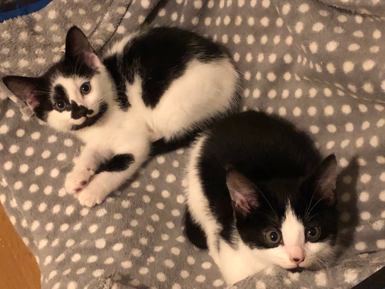 2 Kittens for sale[READY TO LEAVE]