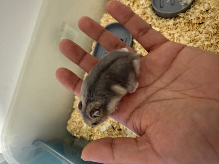 Grey with white belly Russian dwarf hamster 