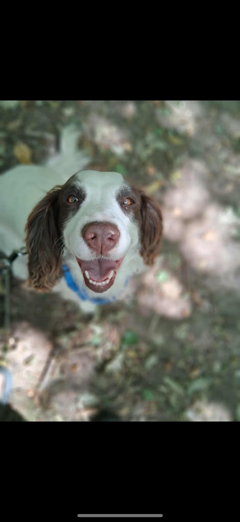Sprocker spaniel female 