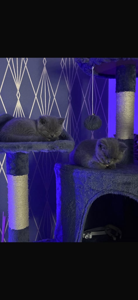 British short hair kittens