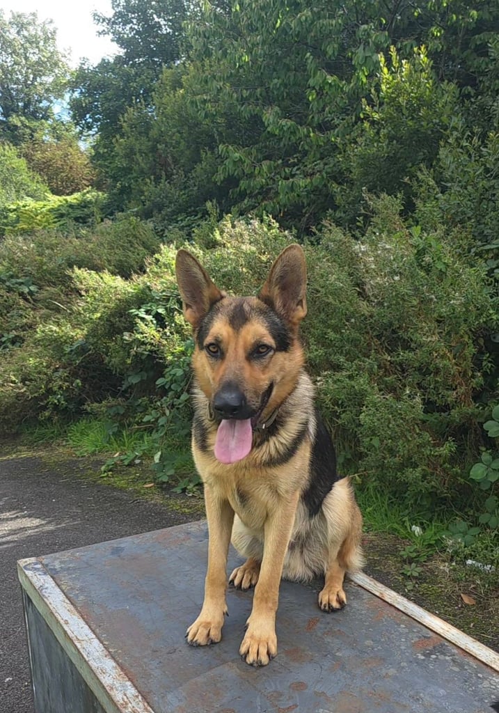 German Shepherd in 