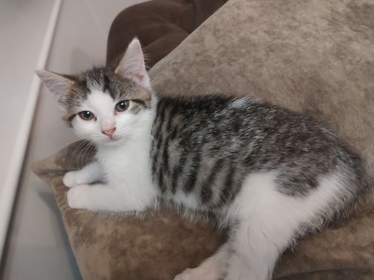 Three stunning kittens available this weekend 