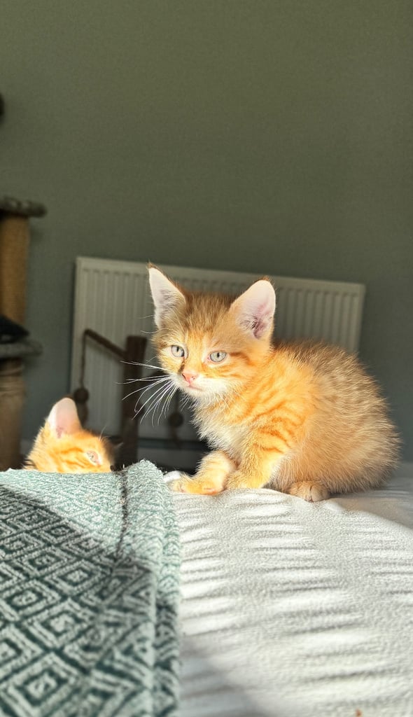8 week old kittens ready for forever home! 