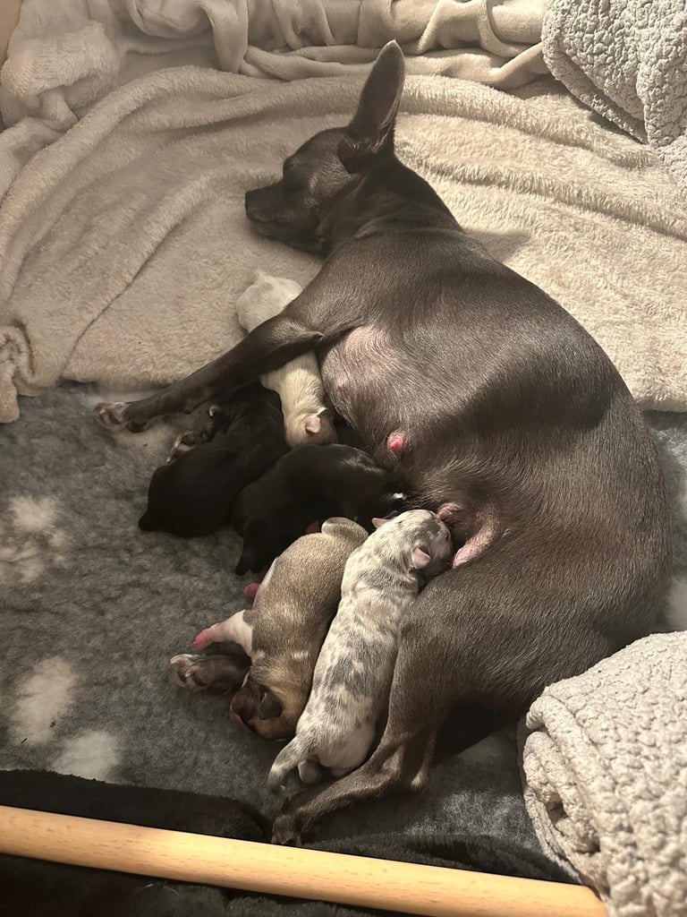 4 Stunning chihuahua puppies for sale looking for there forever homes 
