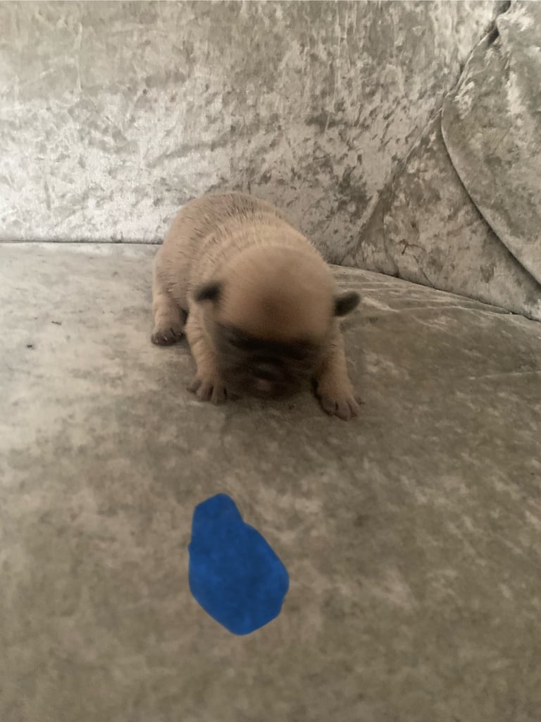 Beautiful frug puppies for sale