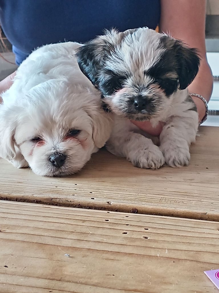 Puppies looking for a good home 
