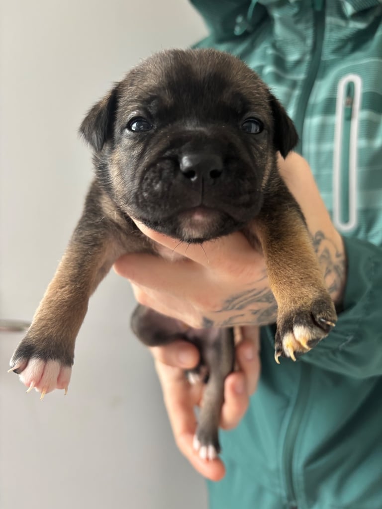Bulldog/staffy mix 