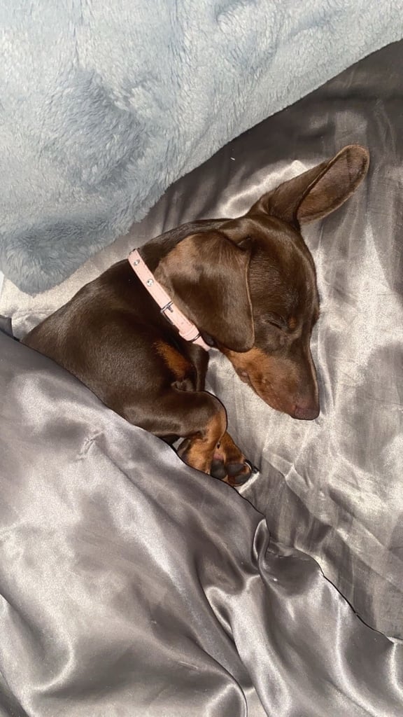 19 month old female chocolate sausage dog /dacsund 