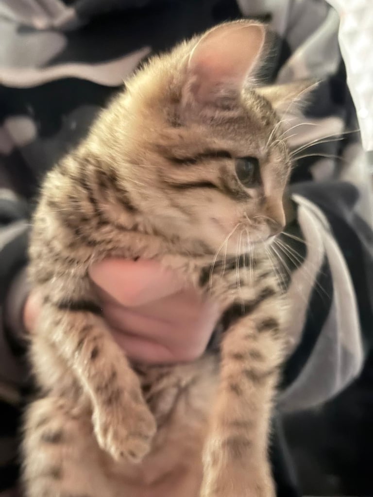 Kittens 