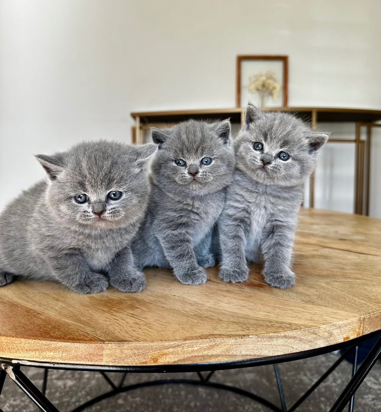 Stunning British shorthair kittens