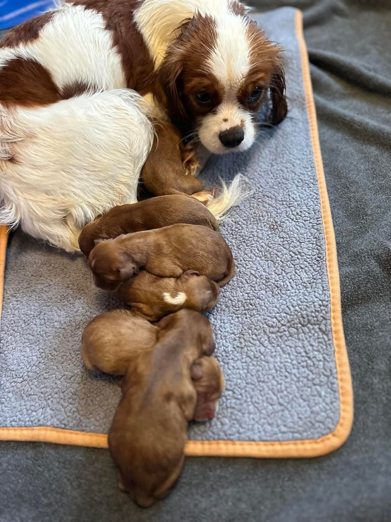 Cavalier King Charles spaniel puppies ready now