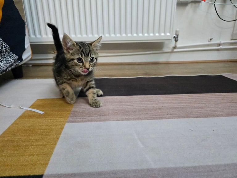 2 Girl Kittens For Sale 