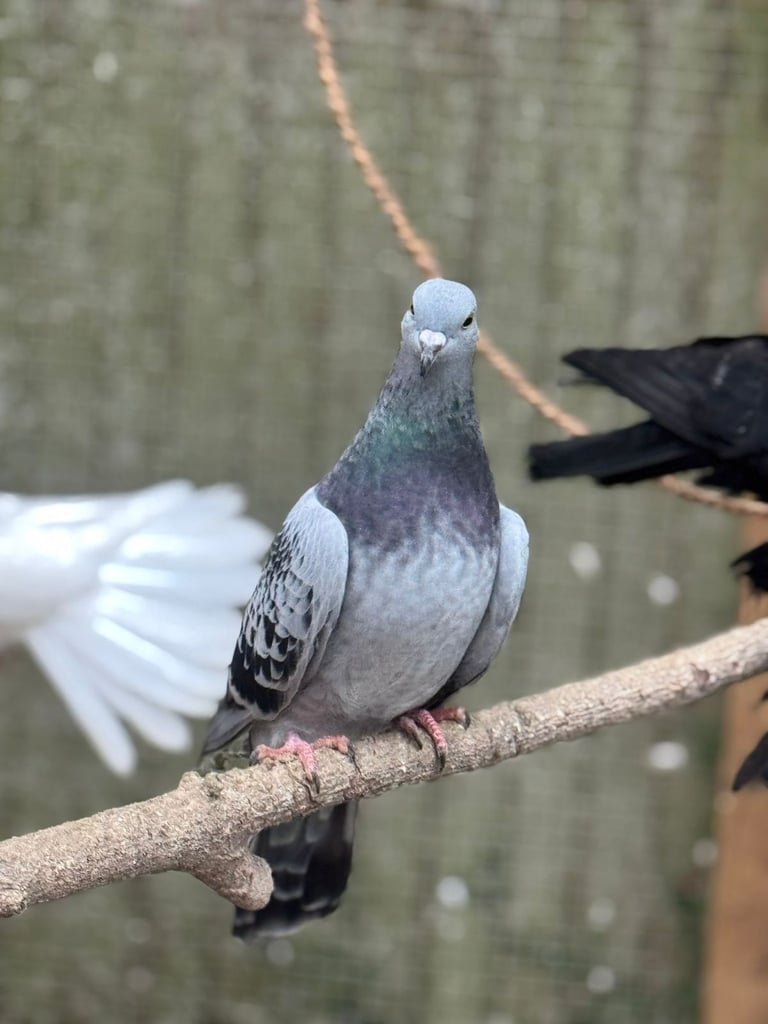 Pigeons for sale 