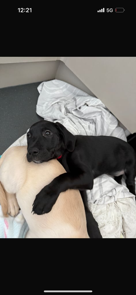 image for Lab puppy 