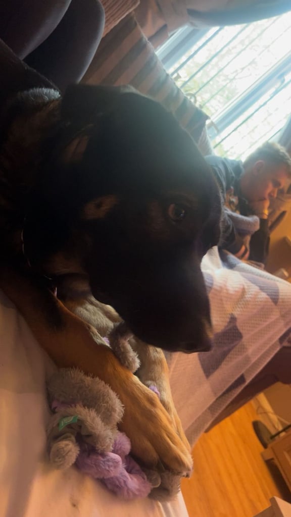 German shepherd x Caucasian 