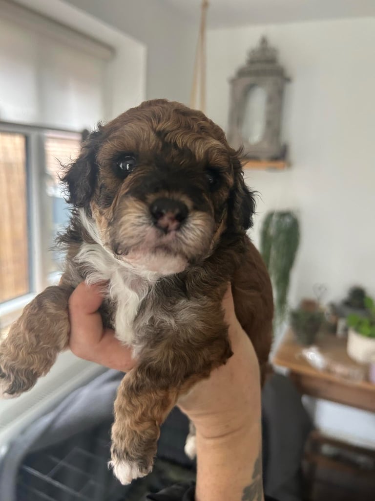 Maltipoo puppies for sale 