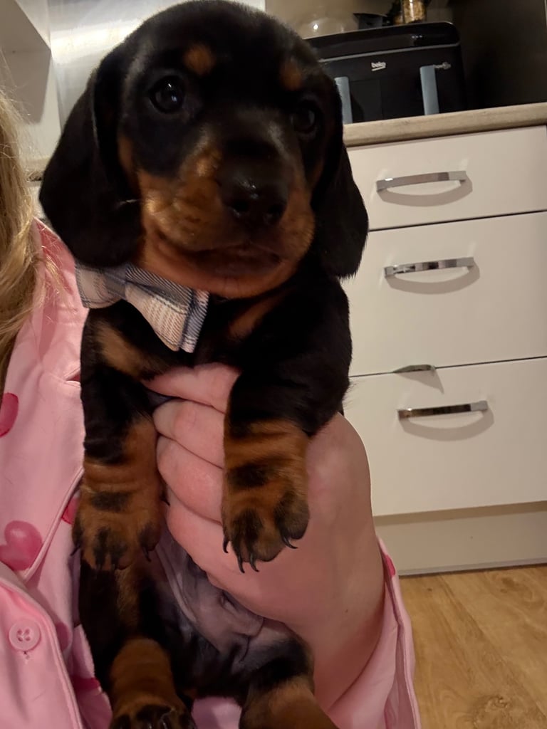 Male miniature dachshund 