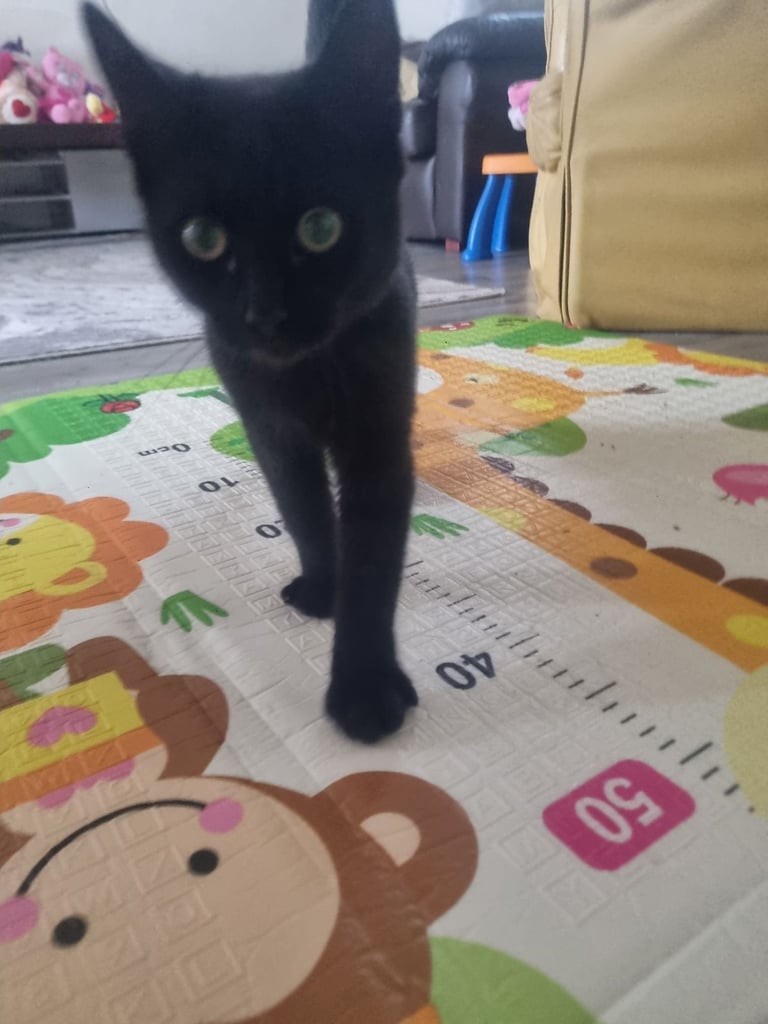 RESERVED. 6 months old. 