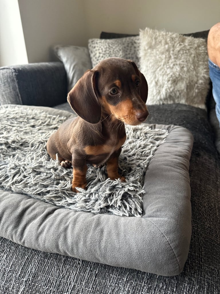 Minature dachshund puppy. 