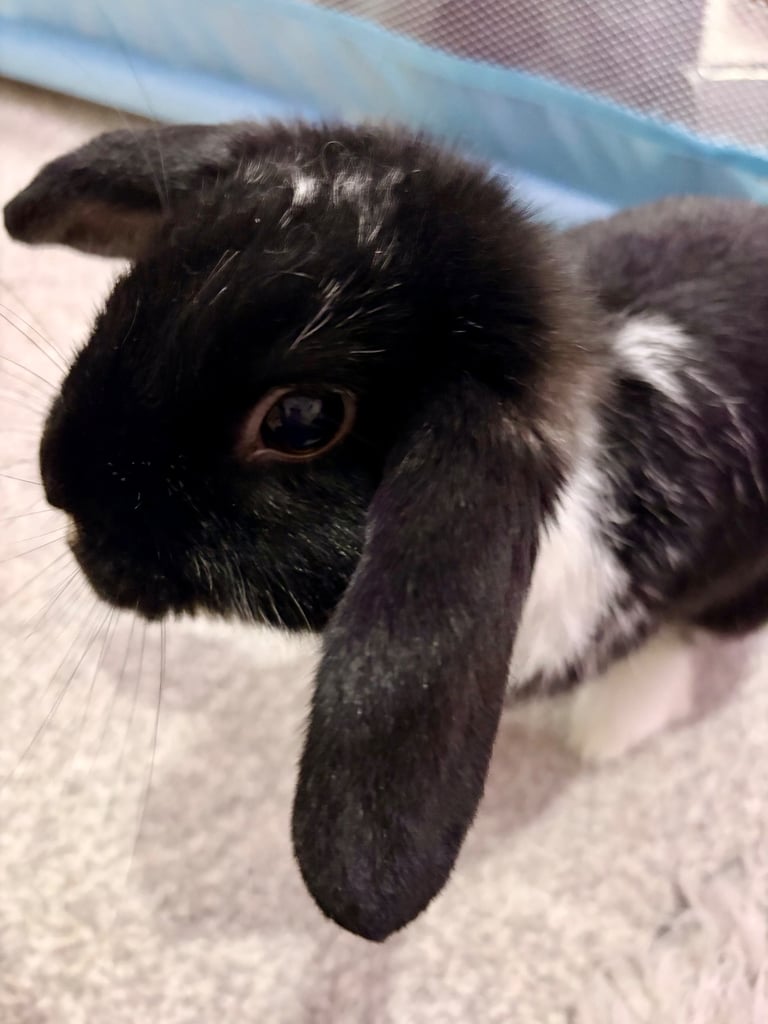 Beautiful Black & White Rabbit 