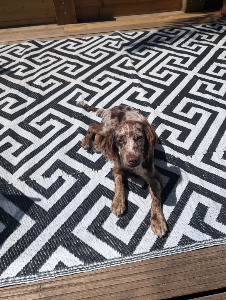 Cocker spaniel rehome