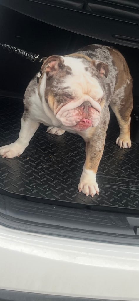 English bulldog female 2years old 