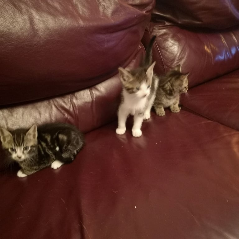 4 lovely kittens for sale 