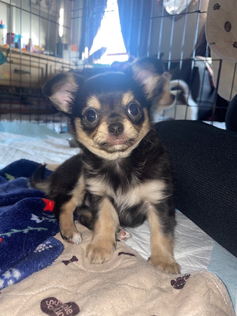 🐾Chihuahua puppies🐾2boys💙💙1girl💜