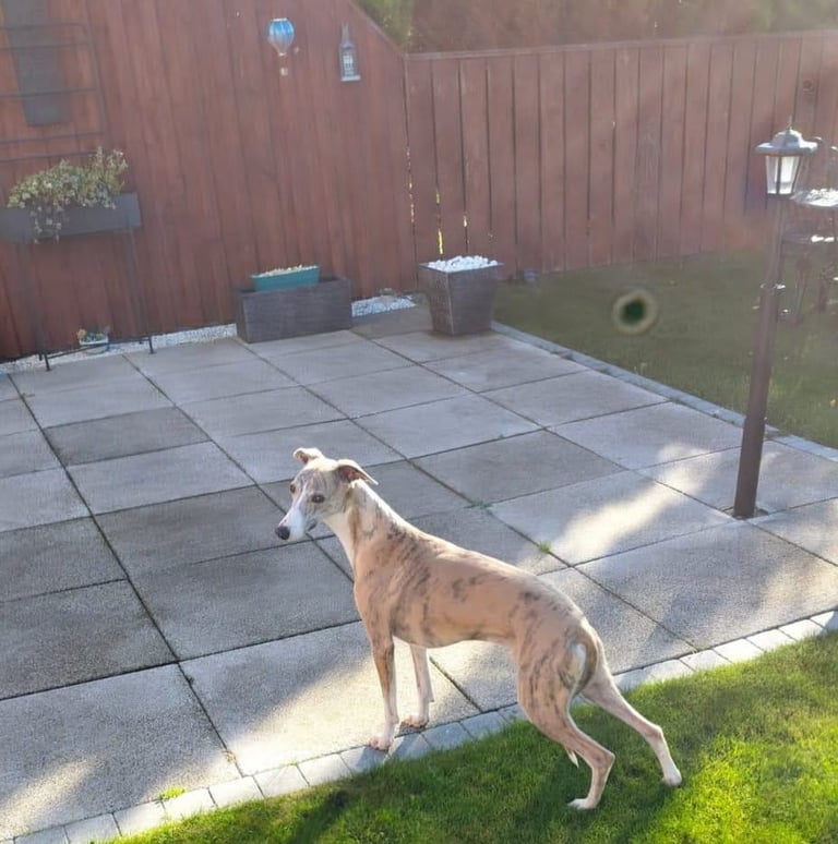 Male whippet