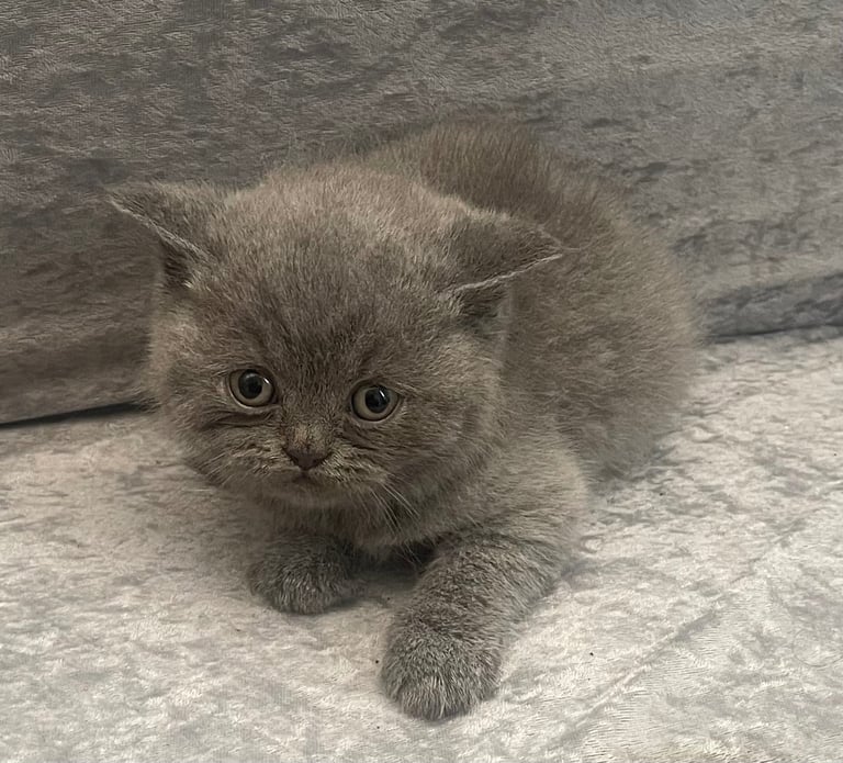 6 British short hair kittens 