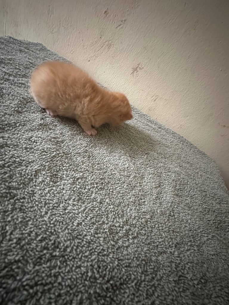 4 Gorgeous fluffy part ragdoll kittens 🐱