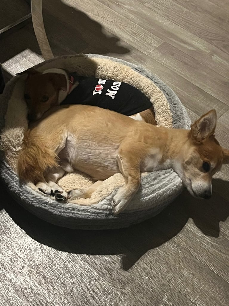 Re-homing two older dogs 