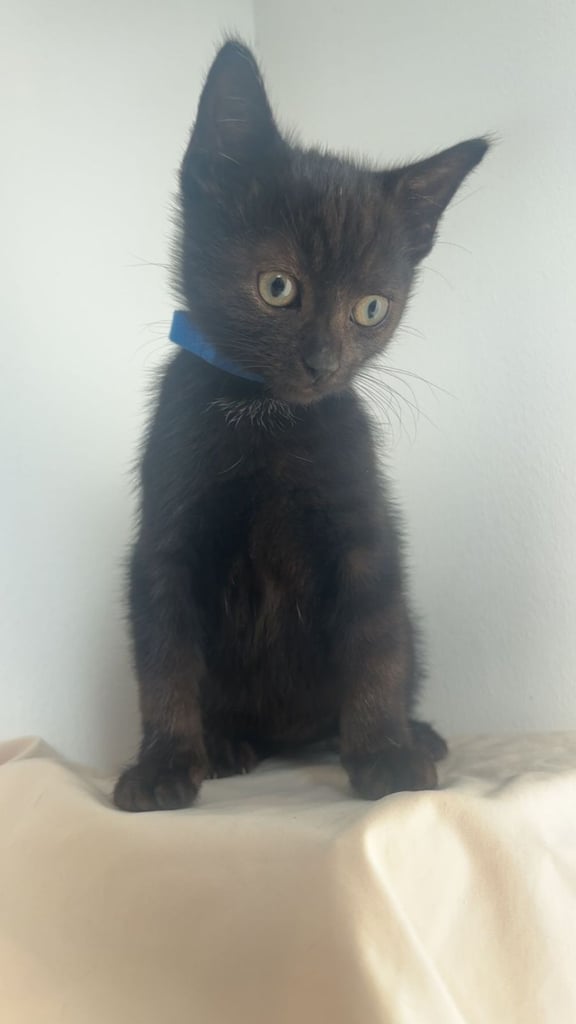 Kittens (read description)