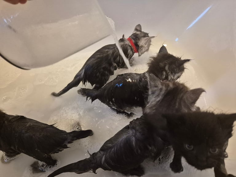 Maine coon kittens