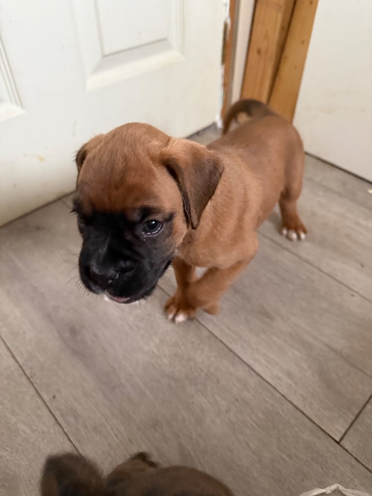 KC Boxer puppies - bobtail & longtail 🐶🩷💙