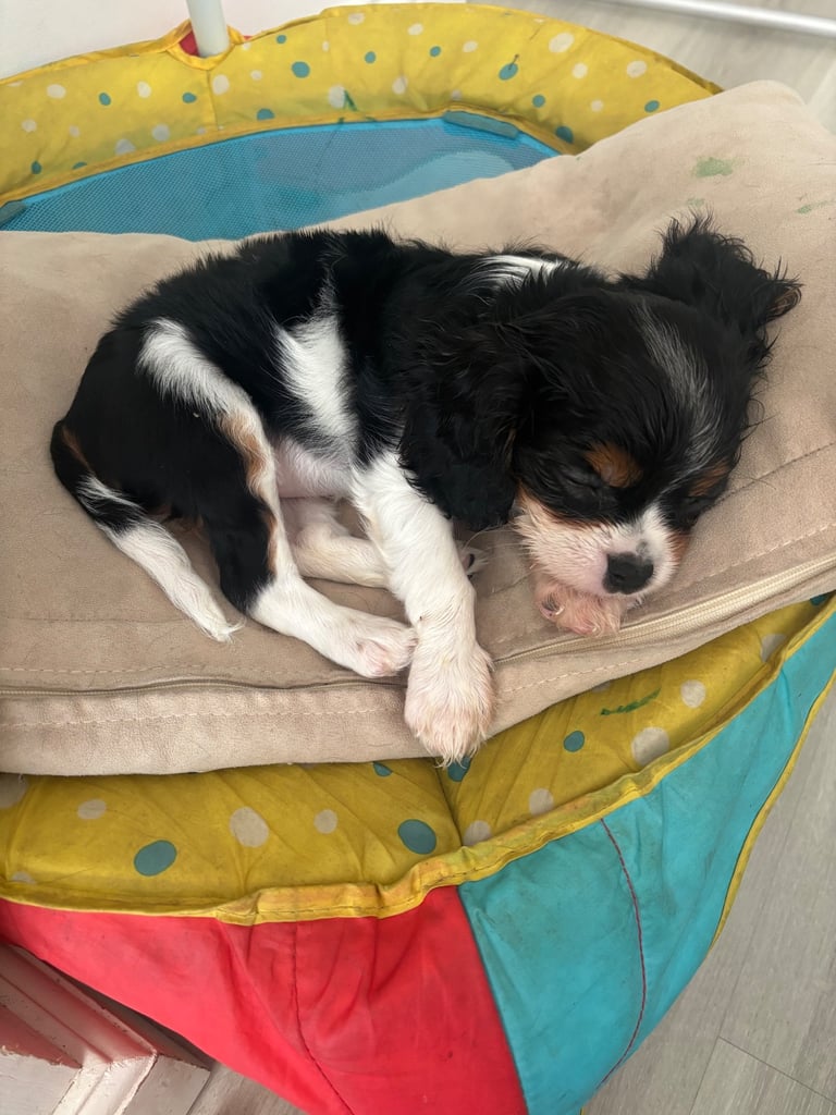 Cavalier King Charles 