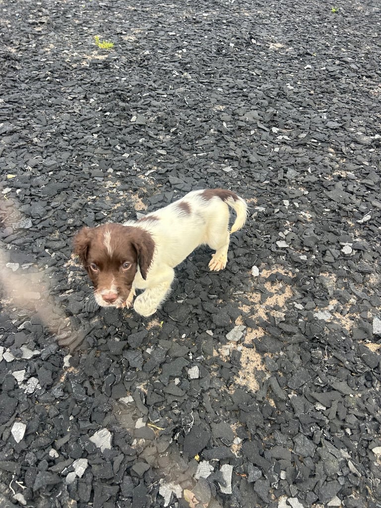 Ready now Kc reg male springer spaniels 