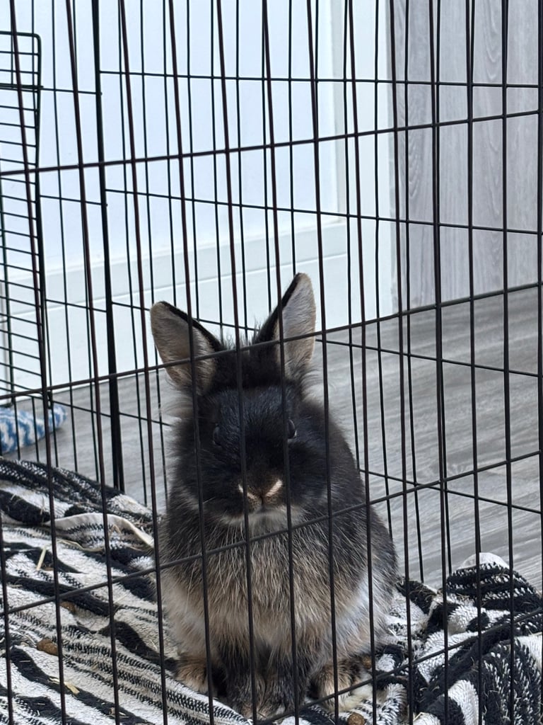 🐰Bunnies looking for new home🏡❤️❤️