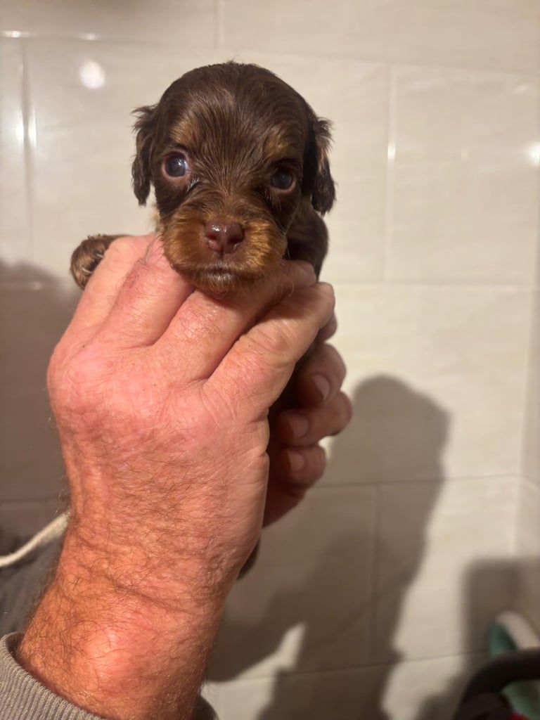 f2 Cockapoo puppies 7 left 