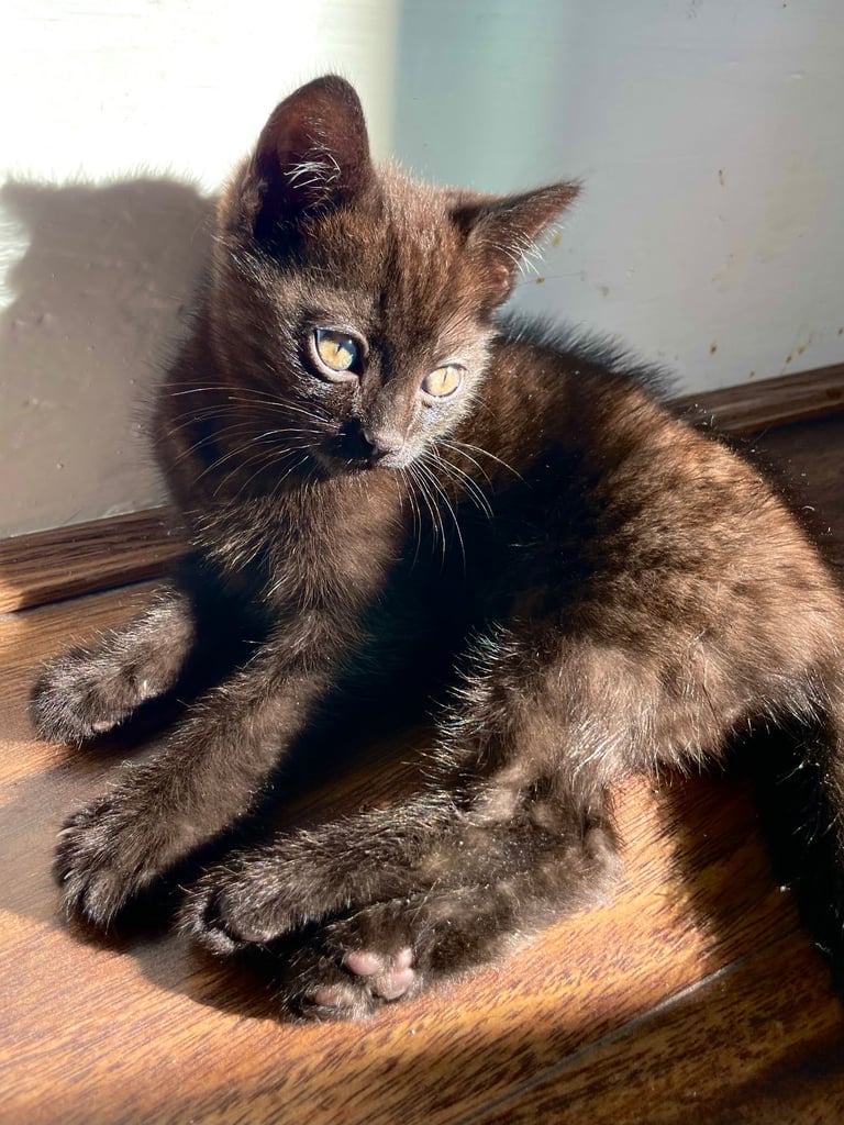 Two GORGEOUS Kittens - male & female 