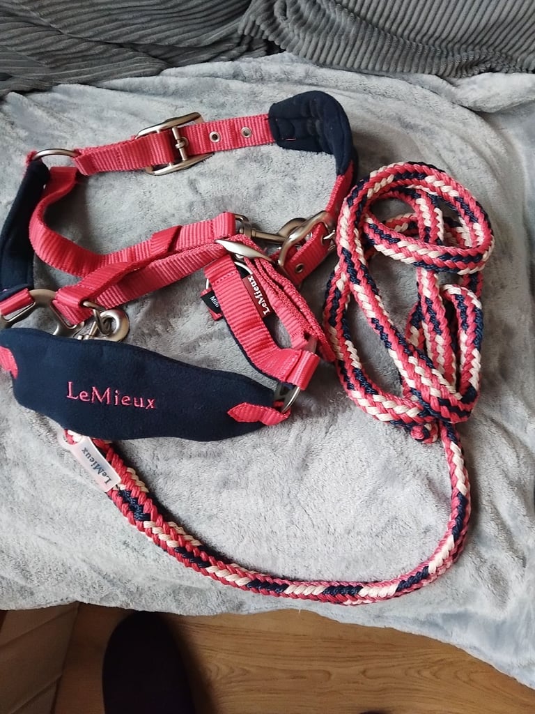 Mini head collar and lead