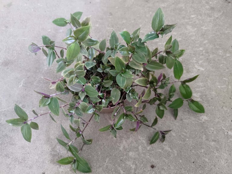 Tradescantia fluminensis Inch Plant Wandering Spiderwort Easy Tropical Indoor House Plant 9cm Pot