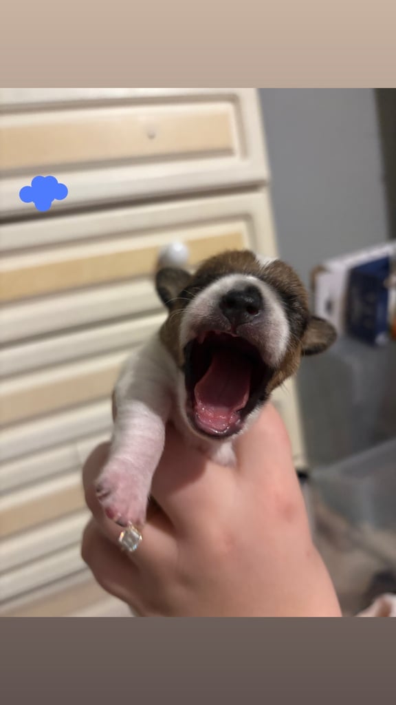Jack Russell puppys