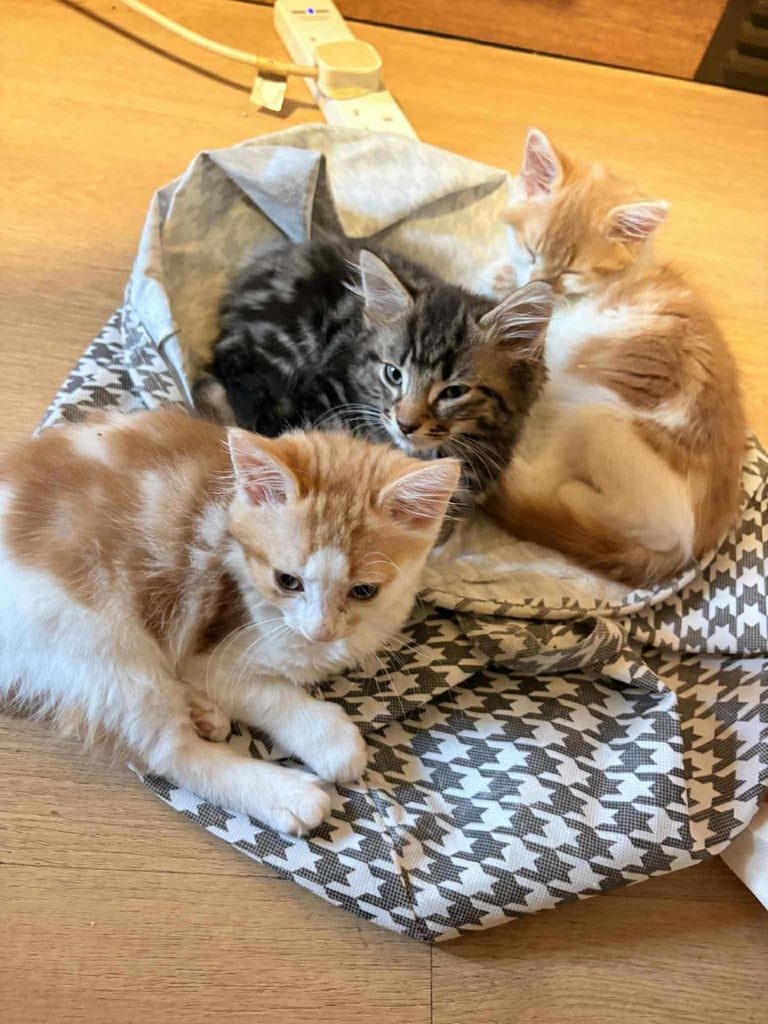image for 3 cute kittens need a new home