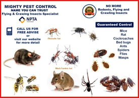 100%Guaranteed 24/7 Pest Control exterminators Bed Bugs|Flea|Ants|Cockroaches|Mice|Wasps fumigation