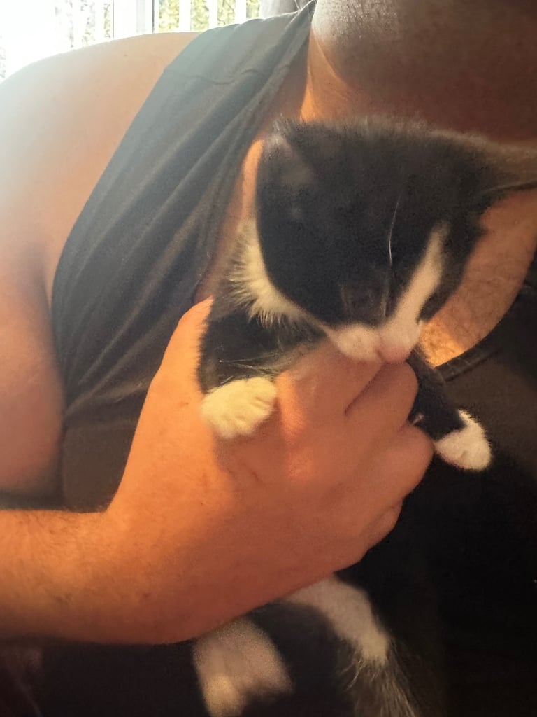 Tuxedo Kittens 🐈‍⬛ 